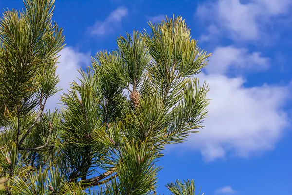 Doğal ortamda kozalaklı Pinus Sylvestris dalı.