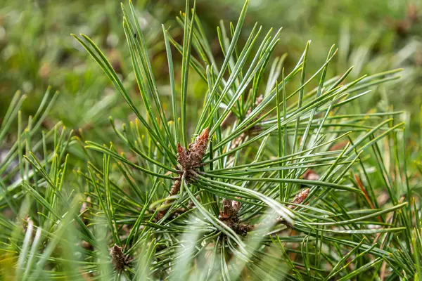 Pinus çam ağacının ovoid ve portakal filizlerinin seçici odak noktası ve bulanık arka planı olan yeşil iğneler..