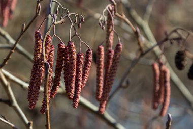 Siyah alnus glutinosa 'nın erkek catkins ve dişi kırmızı çiçekli küçük bir dalı. İlkbaharda çiçek açan kızılağaç. Güzel doğal arka plan. Temiz küpeler ve bulanık arka plan..