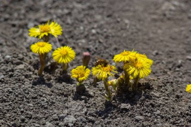 Tussilago farfara, papatya familyasından Asteraceae familyasına ait bir bitki türü. Güneşli bir bahar gününde bir bitkinin çiçekleri.