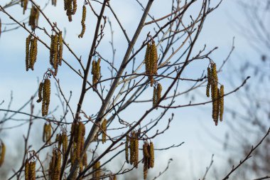 Siyah alnus glutinosa 'nın erkek catkins ve dişi kırmızı çiçekli küçük bir dalı. İlkbaharda çiçek açan kızılağaç. Güzel doğal arka plan. Temiz küpeler ve bulanık arka plan..
