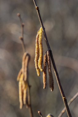 Baharın ilk belirtileri. Hazel, Avrupalı filbert Corylus avellana bahar arifesinde çiçek tomurcukları ve catkins açtı..