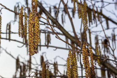 Siyah alnus glutinosa 'nın erkek catkins ve dişi kırmızı çiçekli küçük bir dalı. İlkbaharda çiçek açan kızılağaç. Güzel doğal arka plan. Temiz küpeler ve bulanık arka plan..