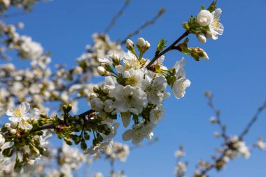 Mavi gökyüzünün altındaki ağaçta kiraz çiçeklerinin güzel dallarının seçici odak noktası, ilkbahar mevsiminde Sakura çiçekleri, çiçek desenleri, doğa arka planı..