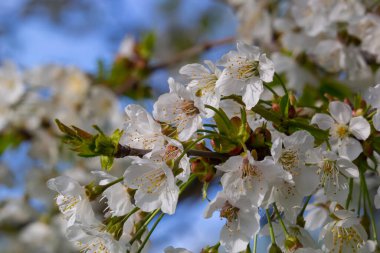 Mavi gökyüzünün altındaki ağaçta kiraz çiçeklerinin güzel dallarının seçici odak noktası, ilkbahar mevsiminde Sakura çiçekleri, çiçek desenleri, doğa arka planı..