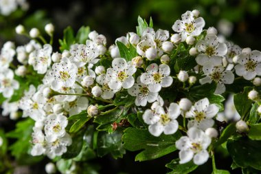 Orta kara dikenli bir dalın ya da krataegus laevigata 'nın bulanık bir arka planı olan şifalı otlar ve tıbbi bitkiler bahçesinde çekilmiş yakın plan fotoğrafı..