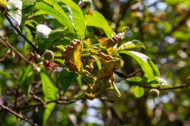 Şeftali yaprağı kıvırcık. Şeftali ağacının mantar hastalığı. Taphrina deformans. Şeftali ağacı mantar hastalığı. Seçici odaklanma. Konusu; hastalıklar, meyve ağaçları, haşere kontrolü. Kare .