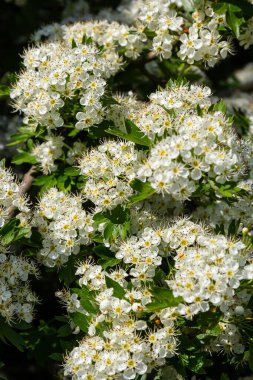 Orta kara dikenli bir dalın ya da krataegus laevigata 'nın bulanık bir arka planı olan şifalı otlar ve tıbbi bitkiler bahçesinde çekilmiş yakın plan fotoğrafı..