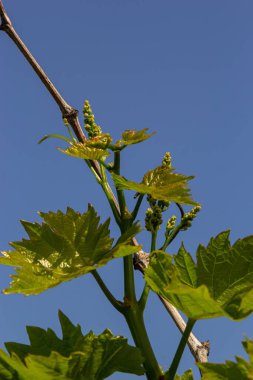 Çiçek tomurcukları ve filizlerin yaprakları üzüm baharı, tarım doğası arka planı.