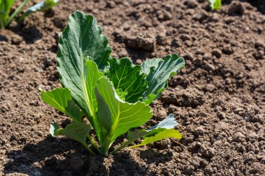 Genç lahana Filiz Sebze yatak.