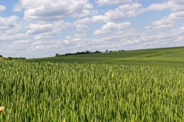Yeşil buğday tarlası. Buğdaylı yeşil arka plan. Bir tarlada yetişen genç yeşil buğday fideleri. Olgunlaşmamış taze tahıl ve buğday yetiştirilen tarım tarlaları.