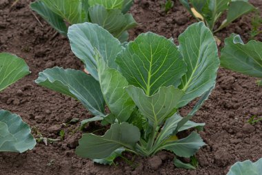 Genç lahana Filiz Sebze yatak.