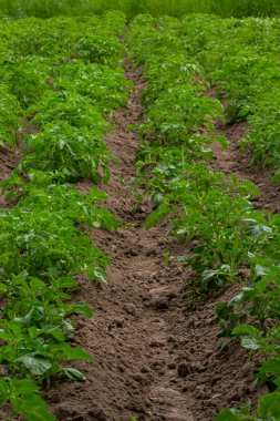 patates alan yeşil sürgünler patates ile.
