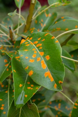 Armut yaprakları armut istilası altında..