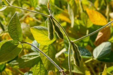 Soya fasulyesi kabukları, yaklaşın. Bokeh arka planında tarımsal soya tarlası. Güneşli tarlada soya fasulyesi..