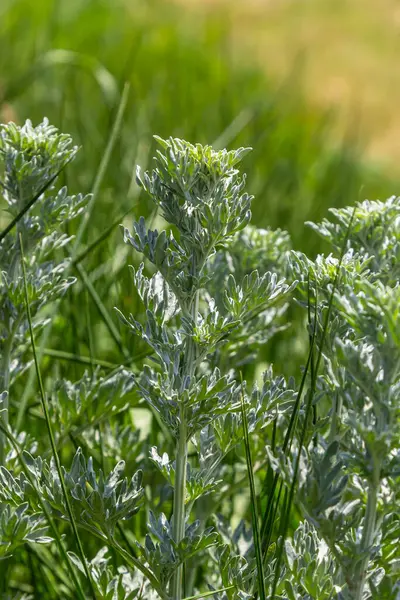 Gümüş yeşili Wormwood arka planda kalır. Artemisia Absinthium, bitkisel mutfak bahçesindeki pelin otu bitkisi, kapat, makro.