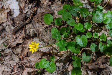 Ranunculus ficaria verna pilewort daha az celandine.