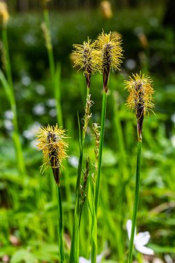 Sedge hairy blossoming in the nature in the spring.Carex pilosa. Cyperaceae Family. clipart