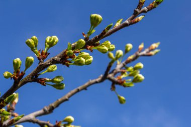 White plum blossom, beautiful white flowers of prunus tree in city garden, detailed macro close up plum branch. White plum flowers in bloom on branch, sweet smell with honey hints.