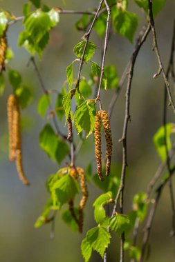Yeşil yapraklı ve küpeli bir huş ağacı dalı. Bahar çiçekleri ve polenden kaynaklanan alerjiler.