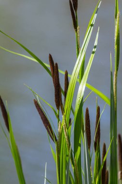 Carex acuta - Palaearctic 'teki nehir ve göllerin kenarlarında yetişen karasal eko-eko-jonlar ıslak, alkali ya da mineral topraklı hafif asit çöküntüleri.