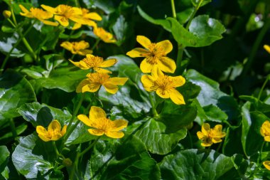 Çiçekli kadife çiçeği Caltha palustris geniş bir bataklık, göletler, nemli çayırlar ve ıslak ormanlık..