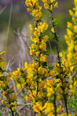 Chamaecytisus ruthenicus blooms in the wild in spring.