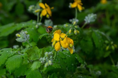 Chelidonium majus, commonly known as greater celandine or tetterwort, nipplewort, or swallowwort, is a herbaceous perennial plant. When injured, the plant exudes a yellow to orange latex. clipart