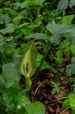 Guguk kuşu ya da Arum maculatum ok şeklinde yaprak, Araceae ailesindeki ormanlık zehirli bitki. Ok şeklinde yapraklar. Diğer isimler ise; çıplak kafa, engerek kökü, arum, vahşi arum, arum zambağı, lordlar ve leydiler..