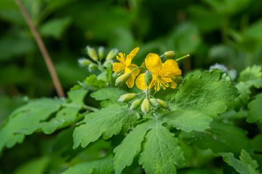 Chelidonium majus, commonly known as greater celandine or tetterwort, nipplewort, or swallowwort, is a herbaceous perennial plant. When injured, the plant exudes a yellow to orange latex. clipart