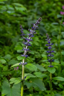 Ajuga Reptans Atropurpurea 'nın ilkbaharda çekilmiş mavi çiçekleri. .