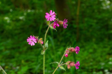 Güzel kırmızıdan pembe kampa. Nichtnelke 'yi hatırlat. Compagnon allığı. Silene dioica.