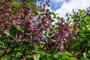 Yaygın Leylak Şırıngası İlkbaharda yeşil yapraklarla çevrili mor çifte çiçeklerle çiçek açıyor.