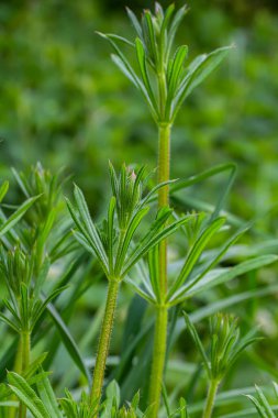 The Cleavers Galium aparine have been used in the traditional medicine for treatment of disorders of the diuretic, lymph systems and as a detoxifier. clipart