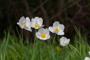 Anemonoides sylvestris Anemone sylvestris, kar damlası şakayığı ya da kar damlası şakayığı olarak da bilinir..