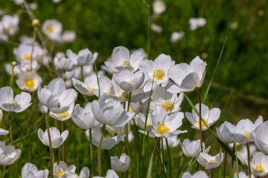 Anemonoides sylvestris Anemone sylvestris, kar damlası şakayığı ya da kar damlası şakayığı olarak da bilinir..