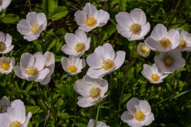 Anemonoides sylvestris Anemone sylvestris, kar damlası şakayığı ya da kar damlası şakayığı olarak da bilinir..
