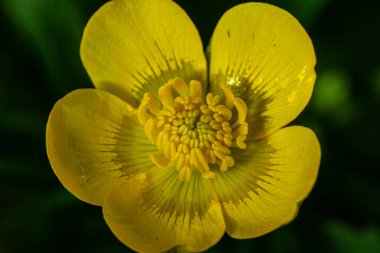 Ranunculus Tövbe 'ye yakın çekim, sürünen düğün çiçeği, Ranunculaceae familyasının çiçek açan bir bitkisidir..