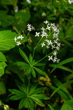 Woodruff, Galium odoratum ormanda yetişen bir baharat ve tıbbi bitkidir..