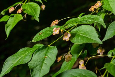 Küçük çiçekler Euonymus verrucosus veya iğ ağacı.