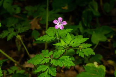 Mor kır çiçekli arka plan, Küçük Robin, Geranium purpureum.