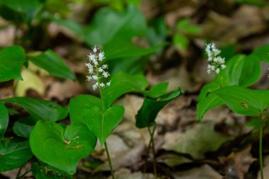 Maianthemum bifolium ya da vadideki sahte zambak veya Mayıs zambağı, genellikle yerel rizomatöz çiçekli bir bitkidir. Ormanda büyüyen.