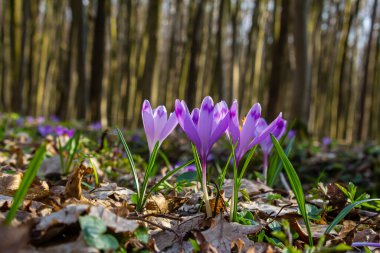 Crocus heuffelianus ya da Crocus vernus 'un dev krokusu ile kapatın. Ormanda açan mor çiçek..