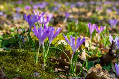 Crocus heuffelianus ya da Crocus vernus 'un dev krokusu ile kapatın. Ormanda açan mor çiçek..