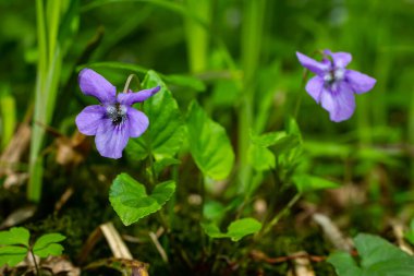 Viola odorata. Scent-scented. Violet flower forest blooming in spring. The first spring flower, purple. Wild violets in nature. clipart