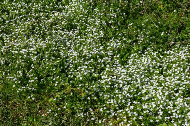 Veronica Agrestis, yaygın olarak Green Field Speedwell olarak bilinir..