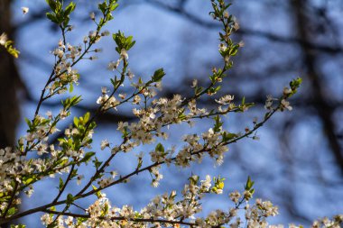 White plum blossom, beautiful white flowers of prunus tree in city garden, detailed macro close up plum branch. White plum flowers in bloom on branch, sweet smell with honey hints.