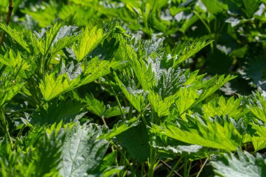 Urtica dioica ya da ısırgan otu, bahçede. Isırgan otu, kanama, idrar söktürücü, ateş düşürücü, yara iyileştirme, antiheumatik madde olarak kullanılan bir ilaç..