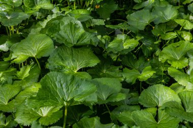 Leaves, ground and closeup of nature plant in countryside environment in woods for ecosystem, park or forest. Petasites, leaf and bushes in Thailand location for sustainability, ecology or greenery. clipart