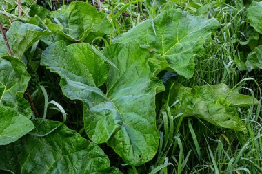 Arctium lappa - Genç burdock yazın başında ayrılıyor.